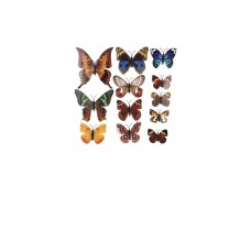 Πεταλούδες  με μαγνήτη (12 TEM)